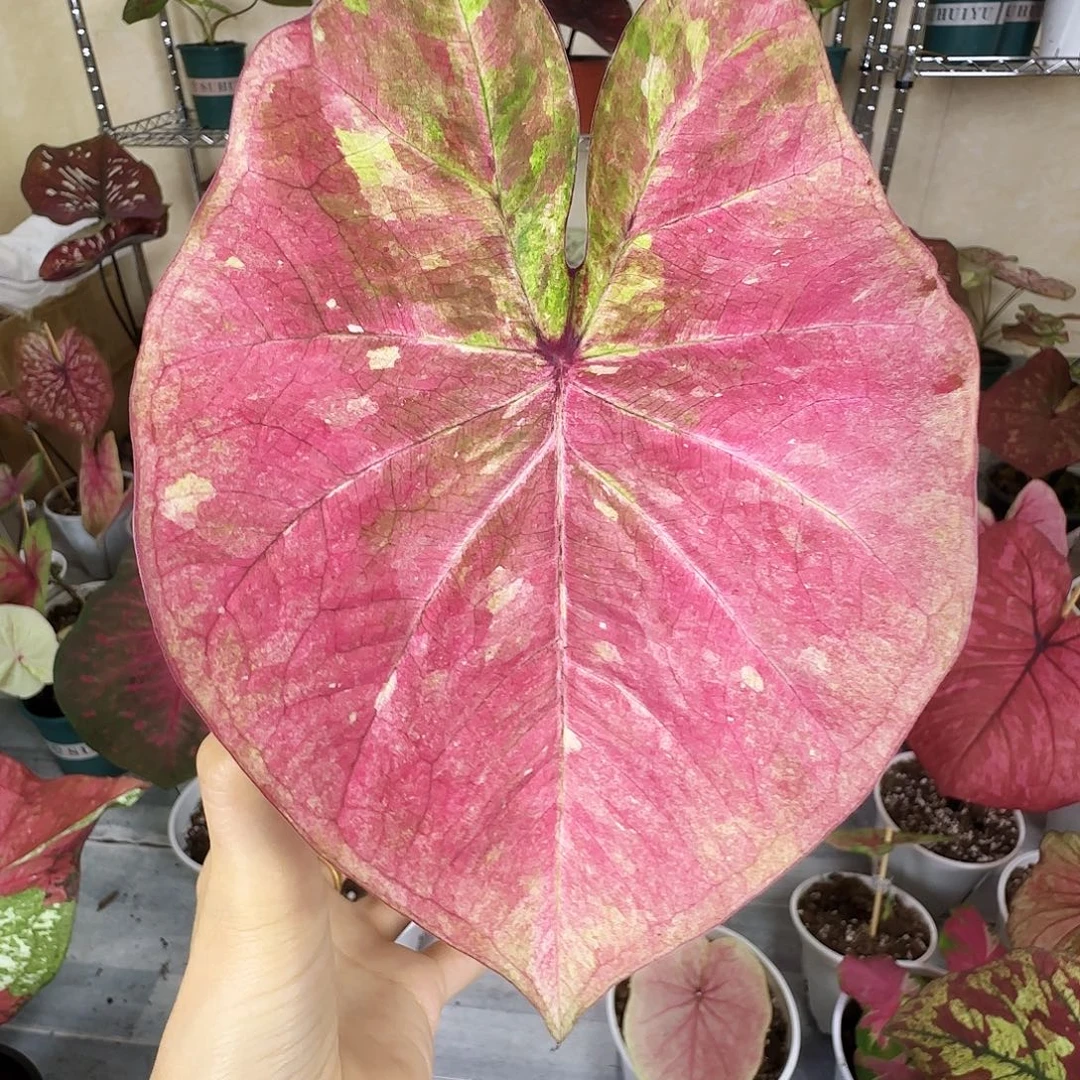 完全开放            014