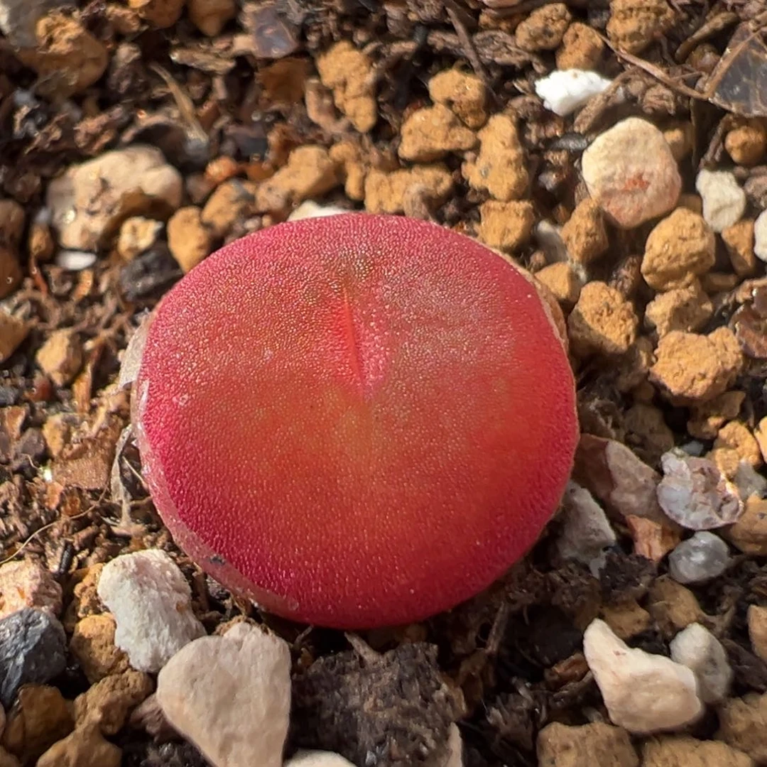 49多肉植物百科知识