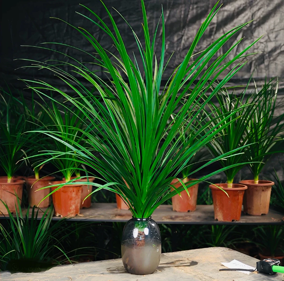 龙血树80-1米水培大型室内盆栽办公室卧室客厅净化绿植基地发货