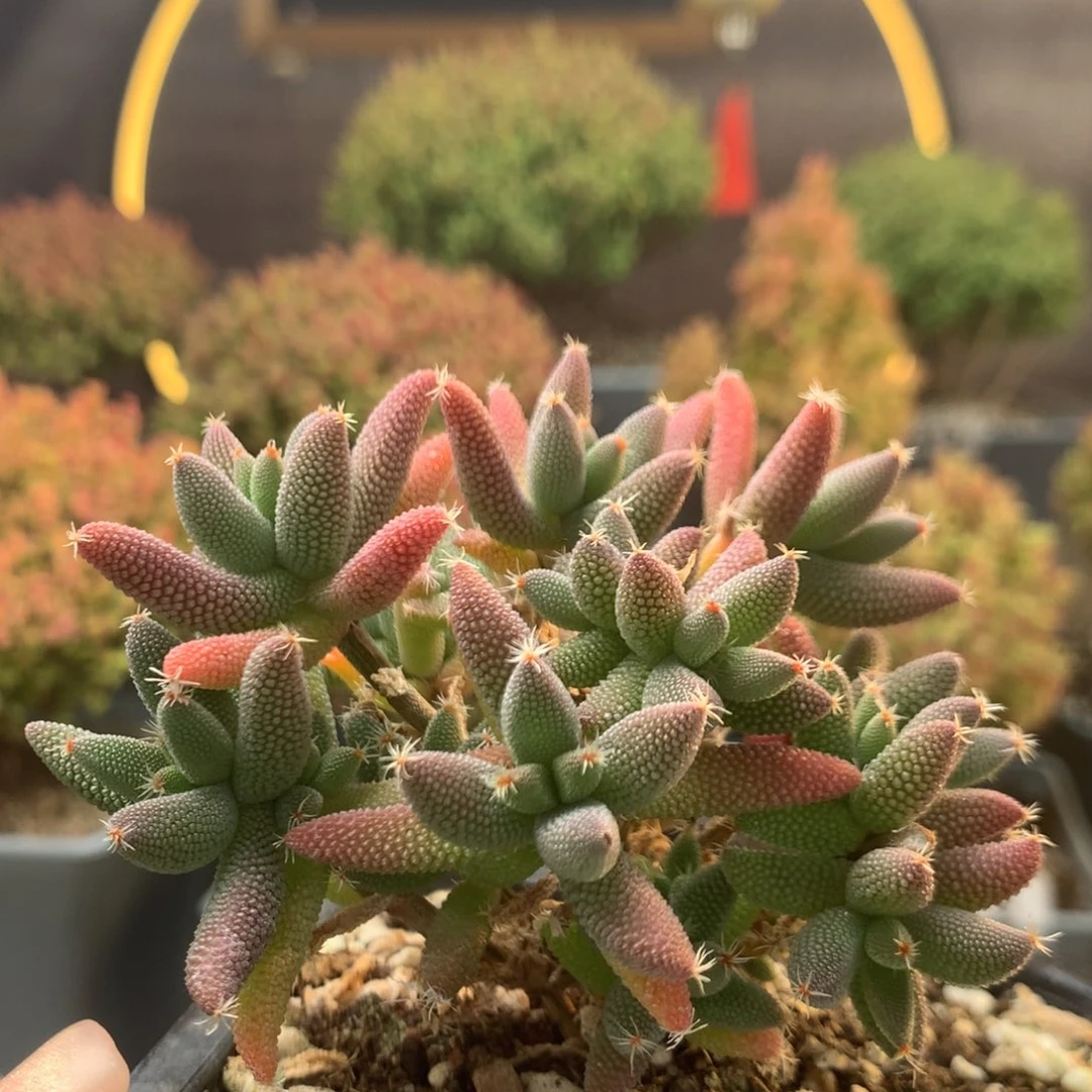 c463玉米枝干番杏