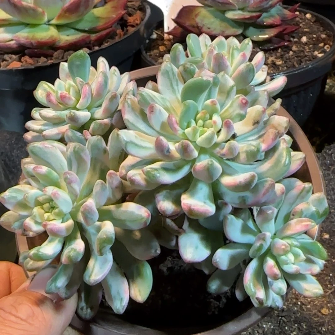 蓝精灵锦惊鸿一物一拍包装收缩花旱