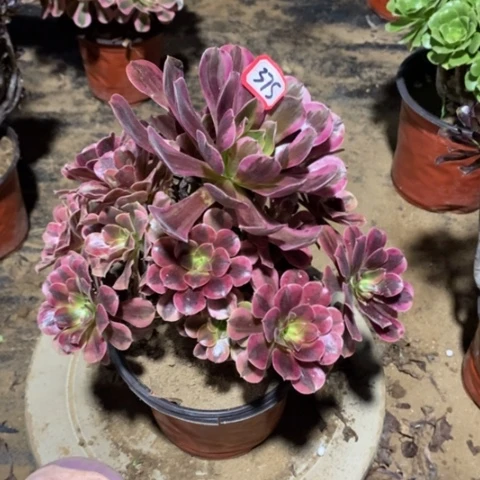 美杜莎捧花一物一拍