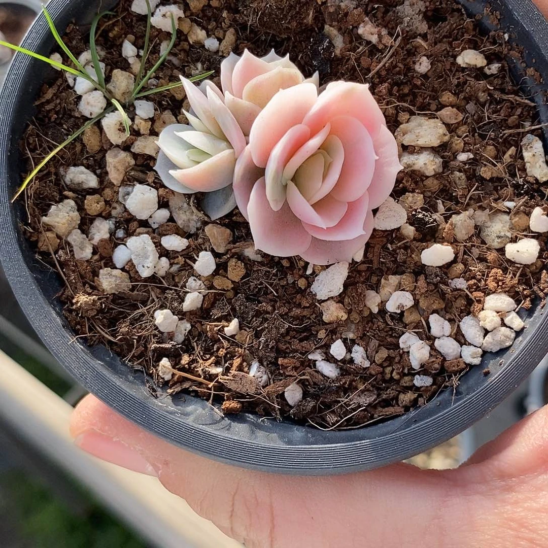 559蓝色惊喜锦多肉植物哇啦塞