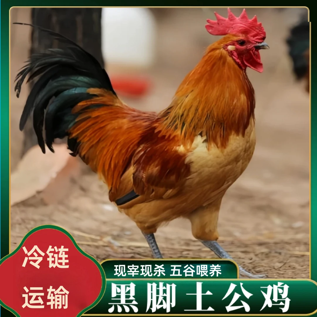 【小戴家1】放养黑脚土公鸡 3只净重9-10斤
