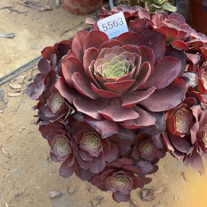 魅金玫瑰多肉处理不包断头5563