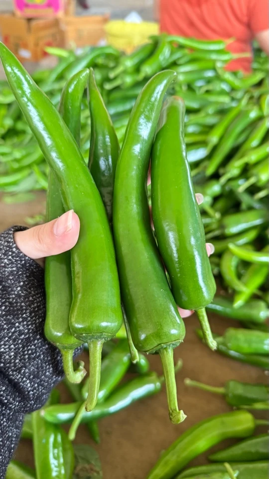 农家青皮尖椒现摘现发