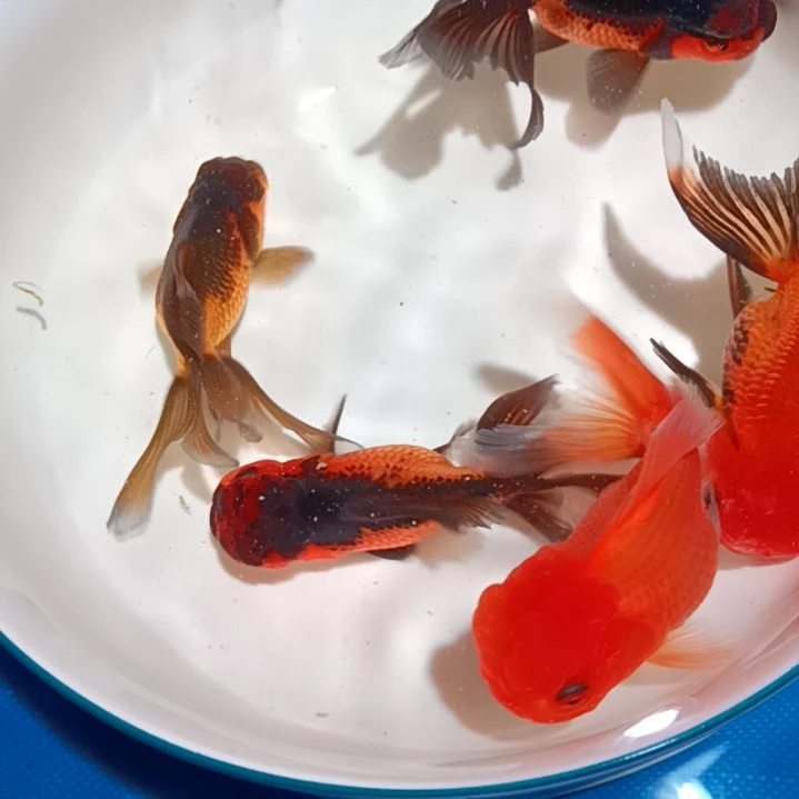 【闪购商品】海水福利五条