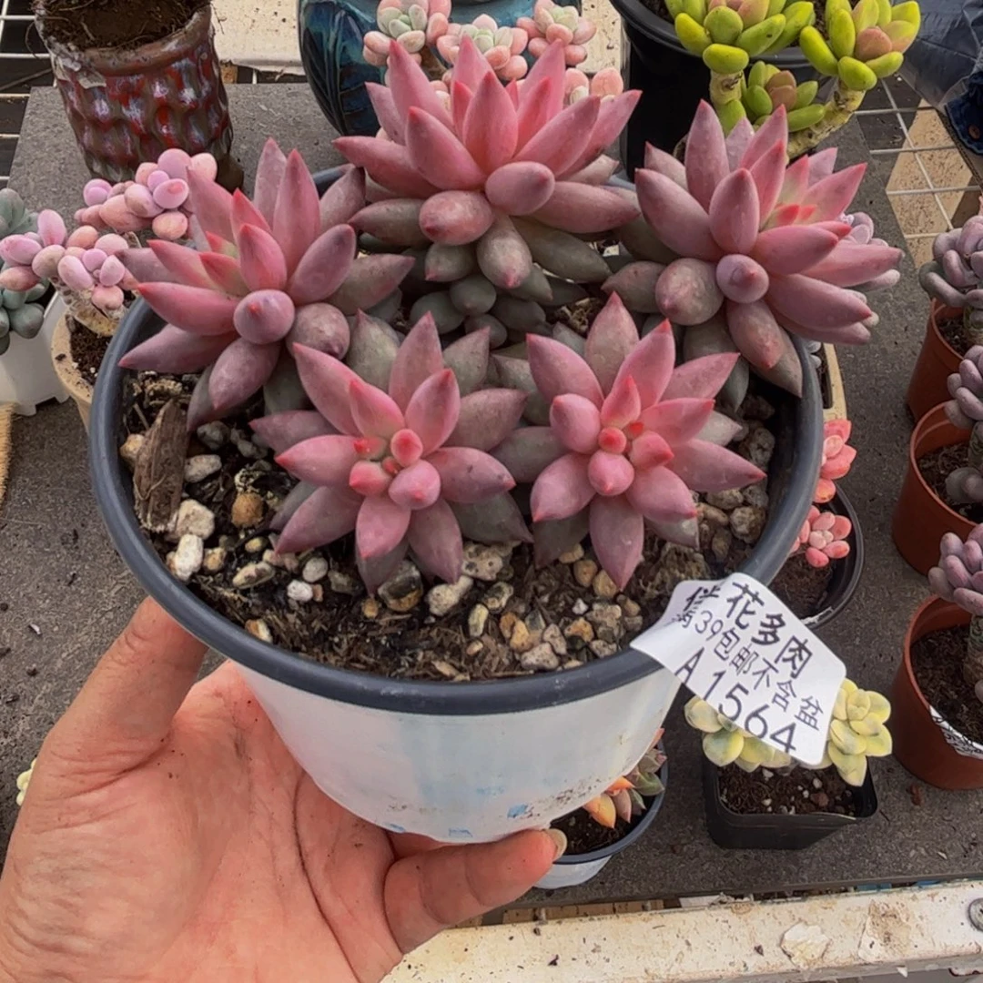 1564虞美人10cm多肉