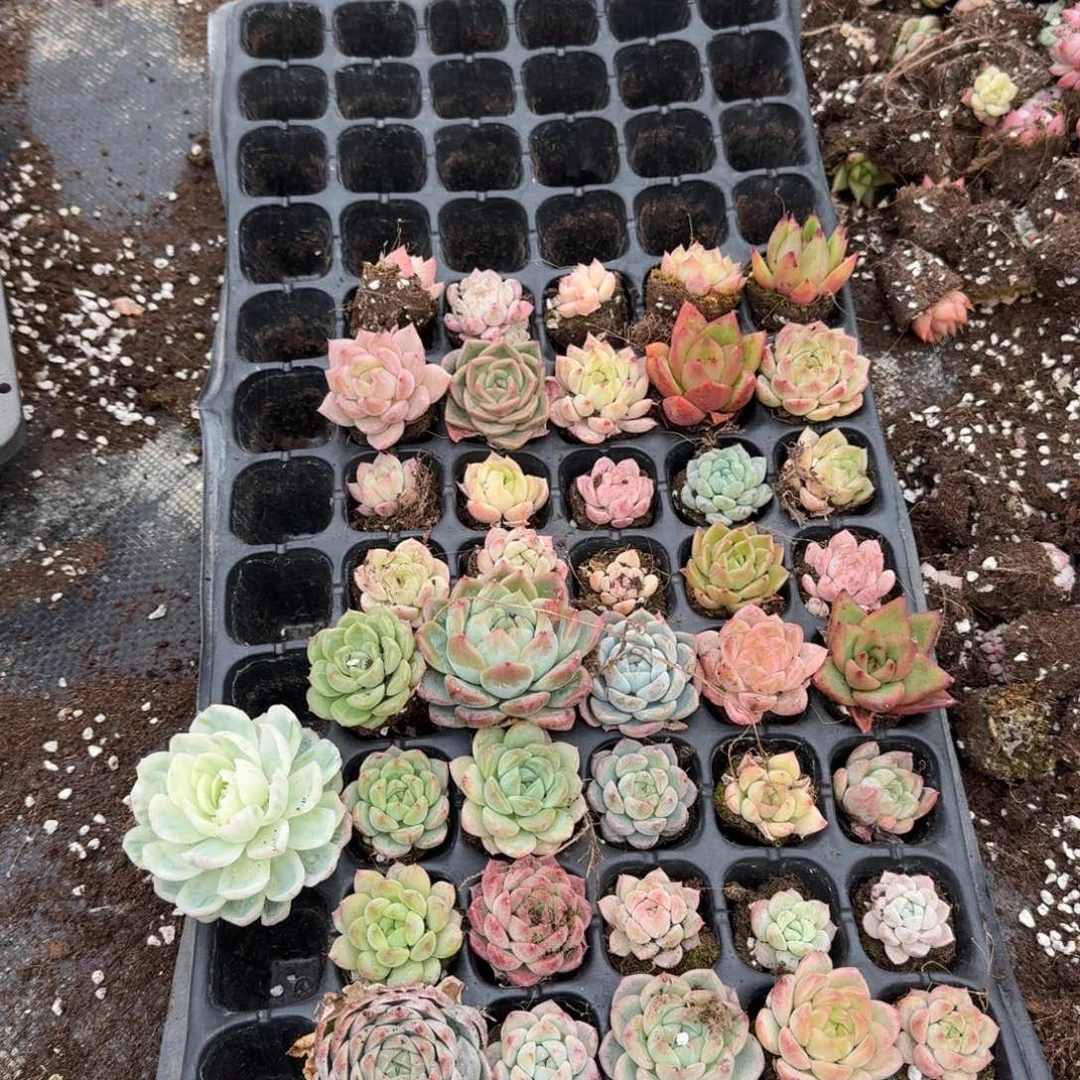 28-1多肉杂交爱奥三十颗加十颗售后加雪球锦一颗量拍