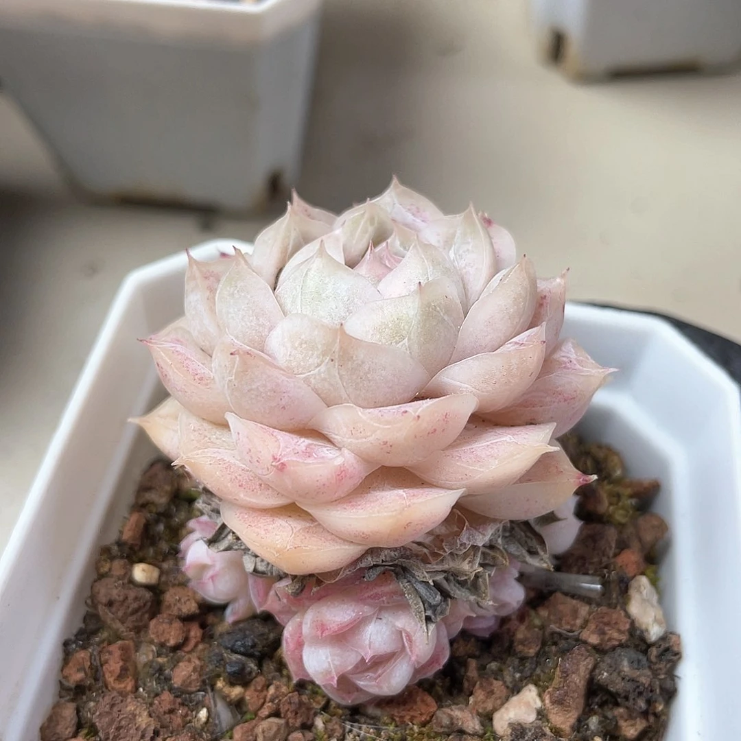 优选77号女王389