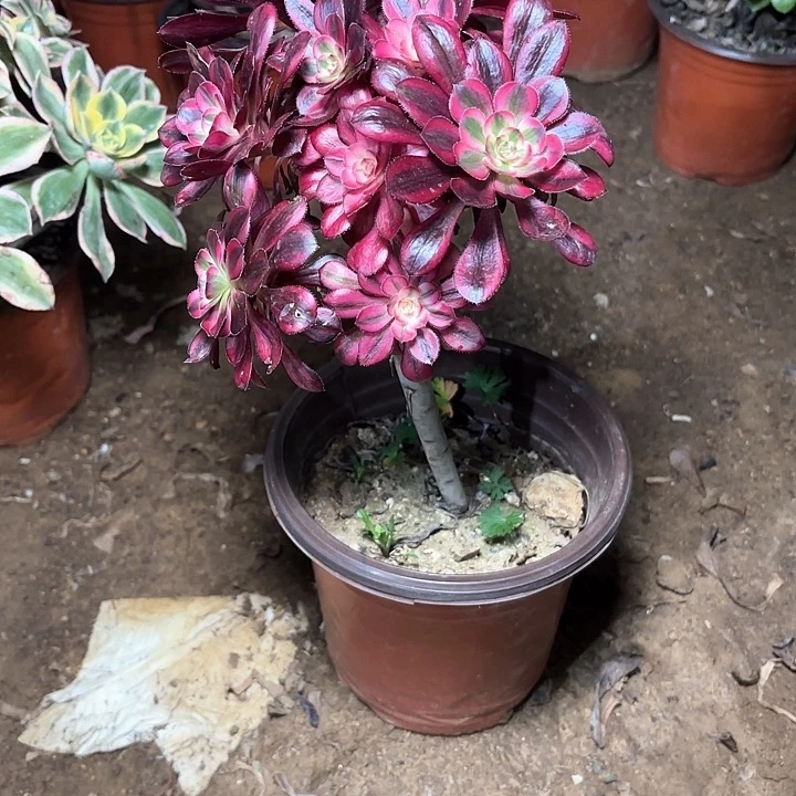 尘*烟多肉植物香乃尔47