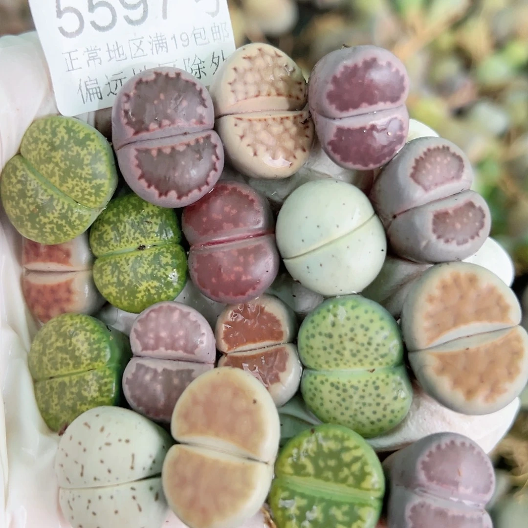 5597 好养易活生石花大母本18个