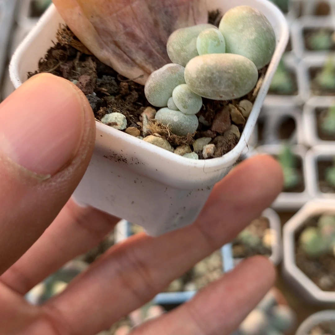 双头油煎叶插苗母叶消耗