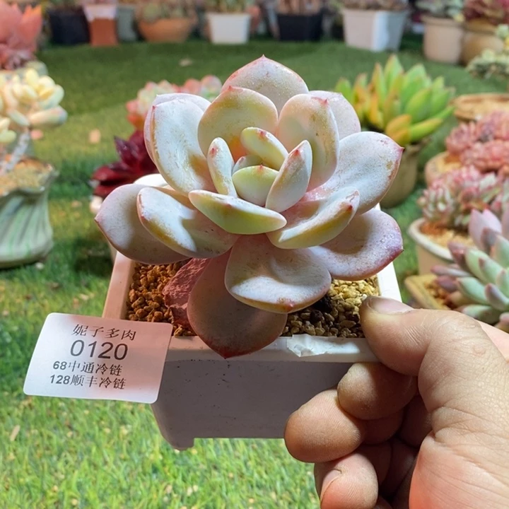 0120啊啊啊啊啊啊啊啊啊啊啊
