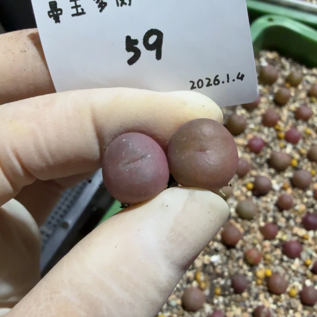 希***h多肉多肉多肉1.4-059 超猴杂吕氏