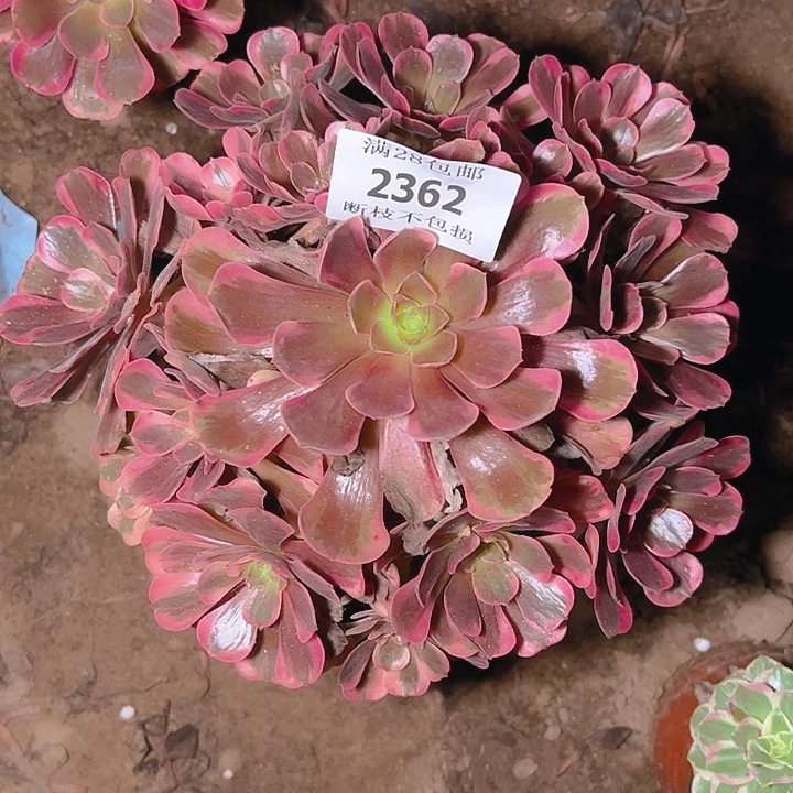 东***籬2362爱神多肉植物保护
