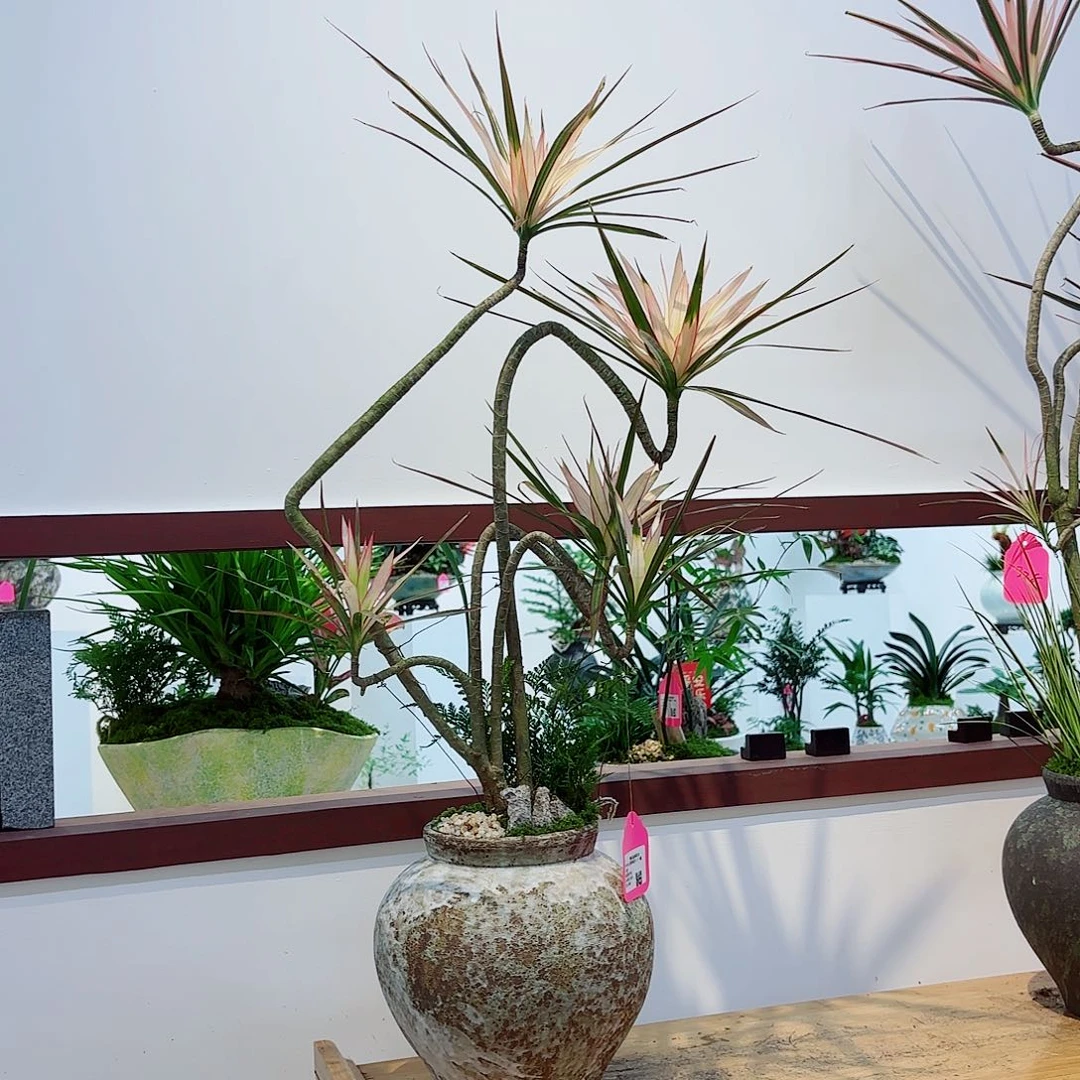 无花朵?****?高端艺术盆景一物一拍