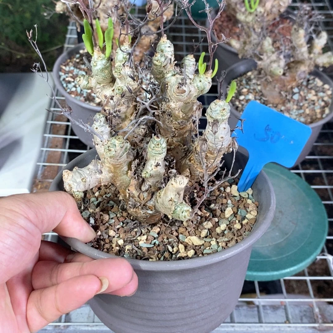 产地万物想产地多肉植物