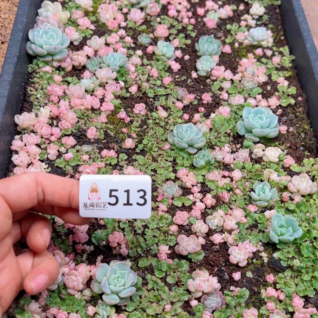 玲*多肉植物多肉植物