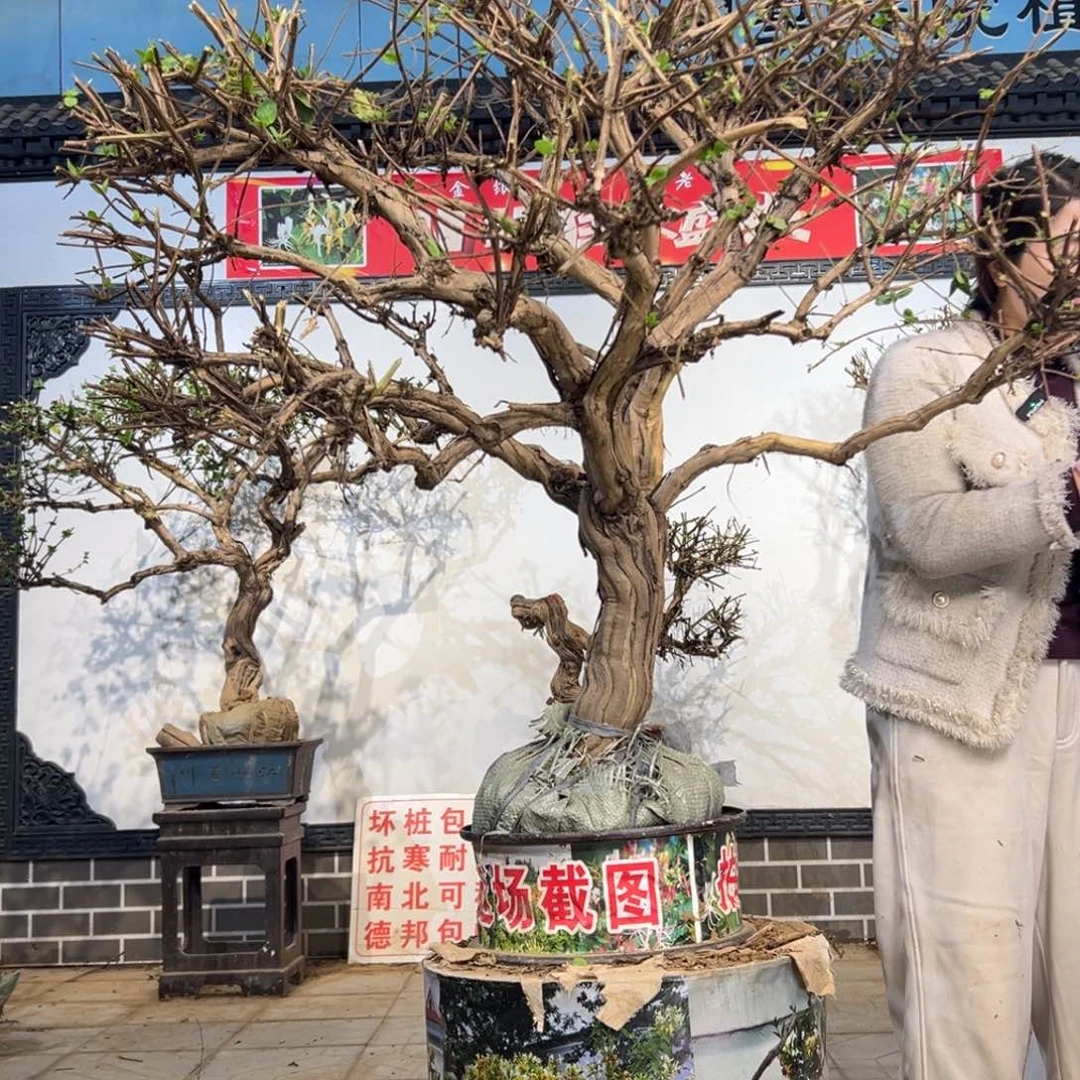 无花朵金银花88888