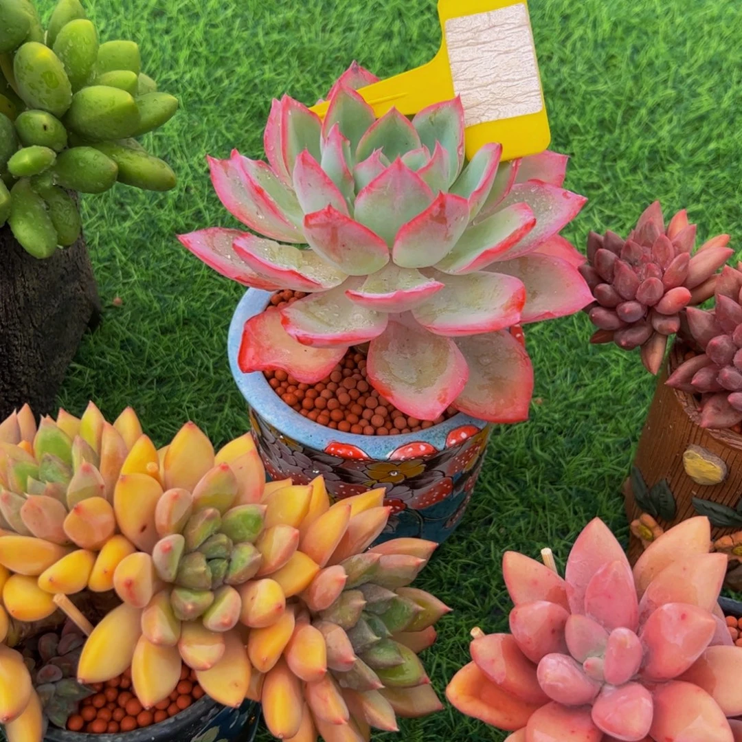 葡***萄单头冰与火多肉植物