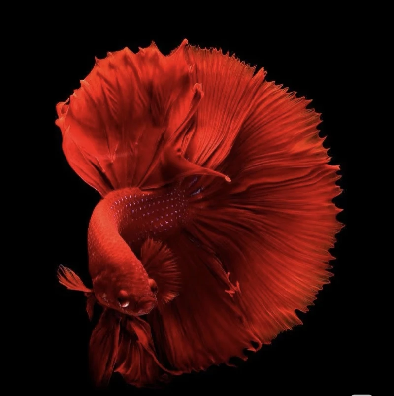 《25-48》好养易活泰国斗鱼淡水活体热带观赏鱼耐活（直播间选鱼）