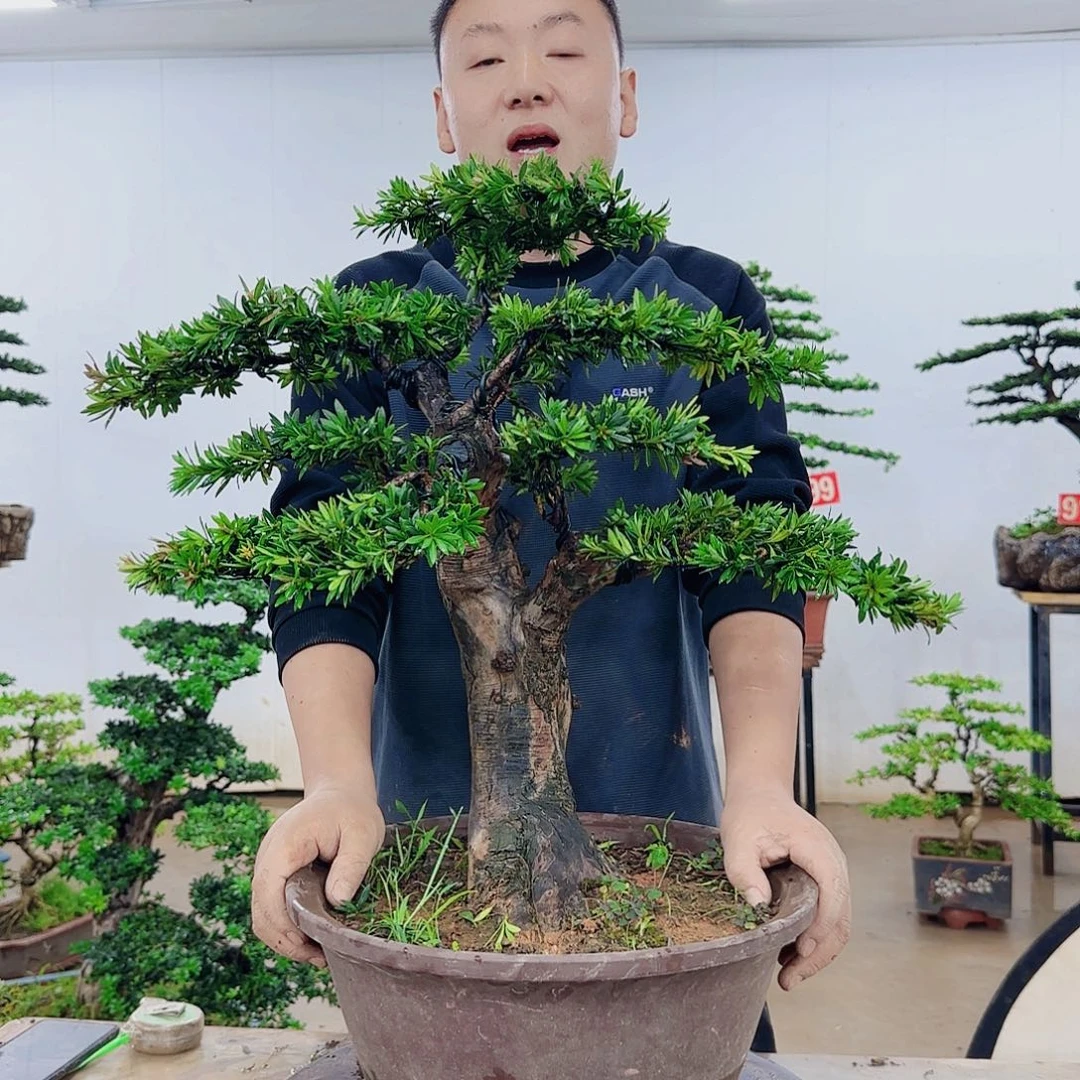 无花朵王*海盆景制作过程非常