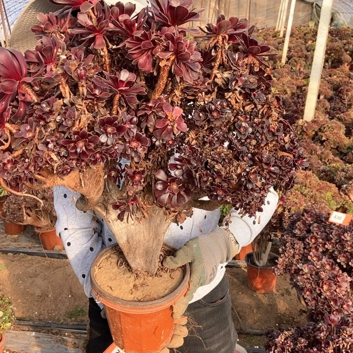 尘*欧紫朵朵缀化422