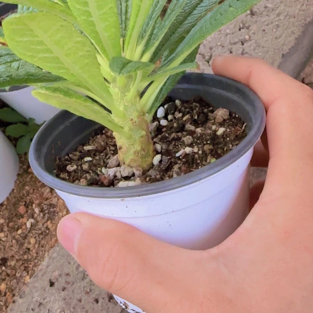 块根植物块根植物