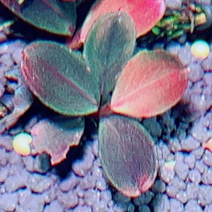 福利20号福利价植物一头