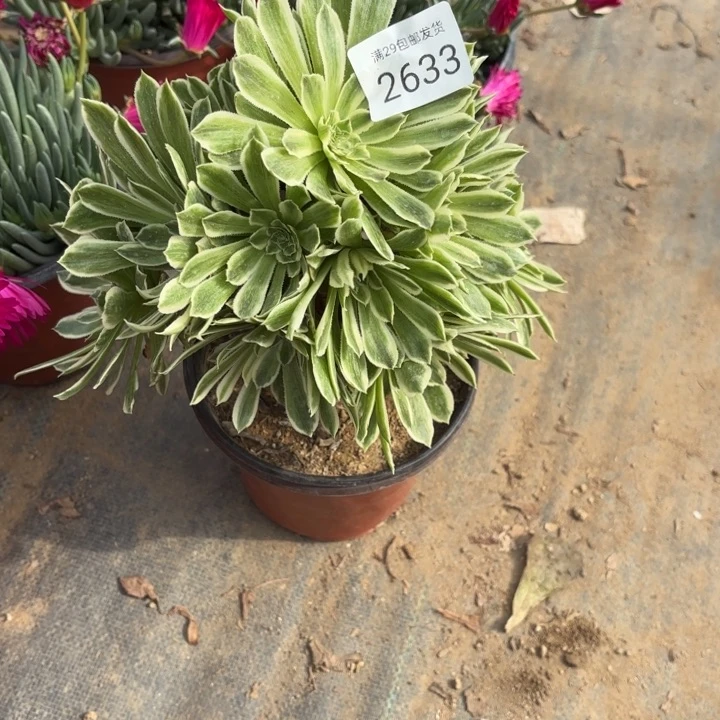 碧浪多肉法师2633