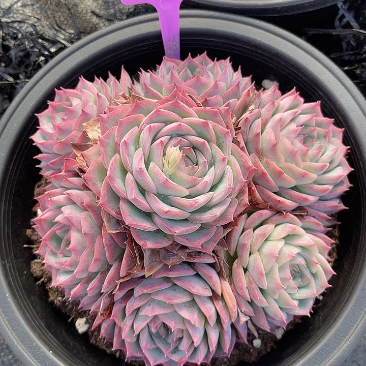 云尘多肉一物一拍 631,