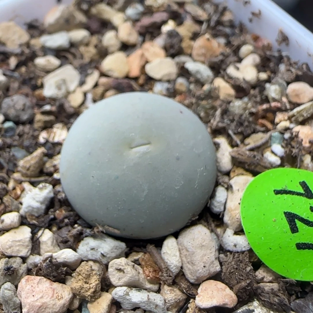 sh433v嘴1.4+多肉727