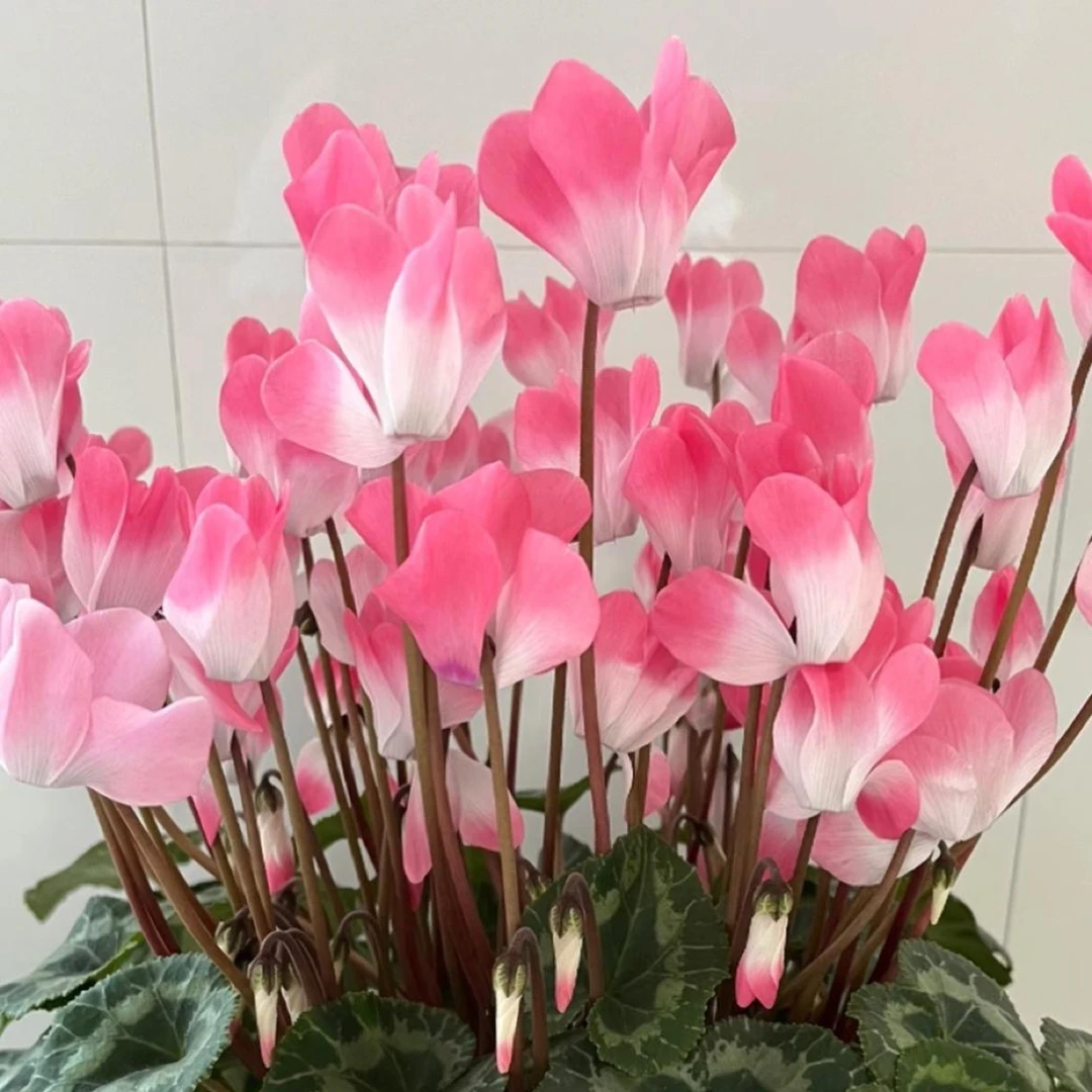 【音迪卡粉】仙客来盆栽四季开花客厅阳台好养花卉