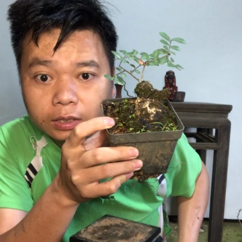无花朵盆景盆栽植物