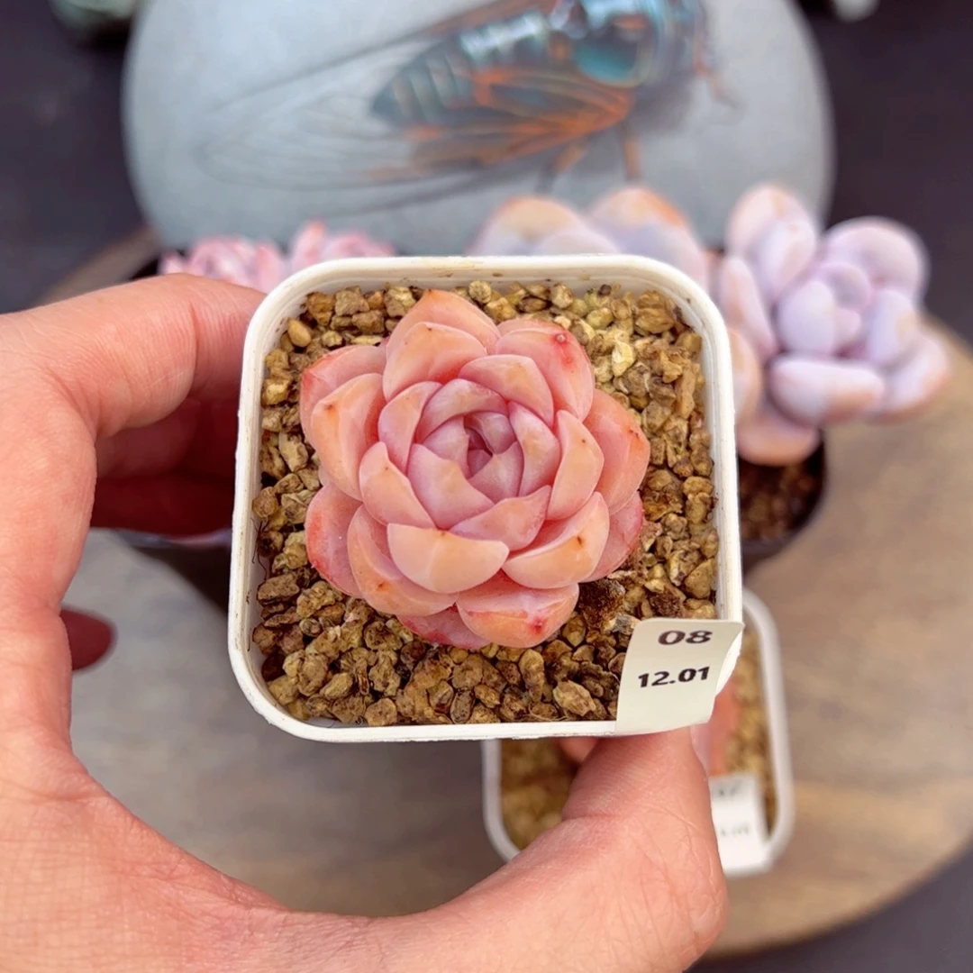 好好看08、哈哈哈哈