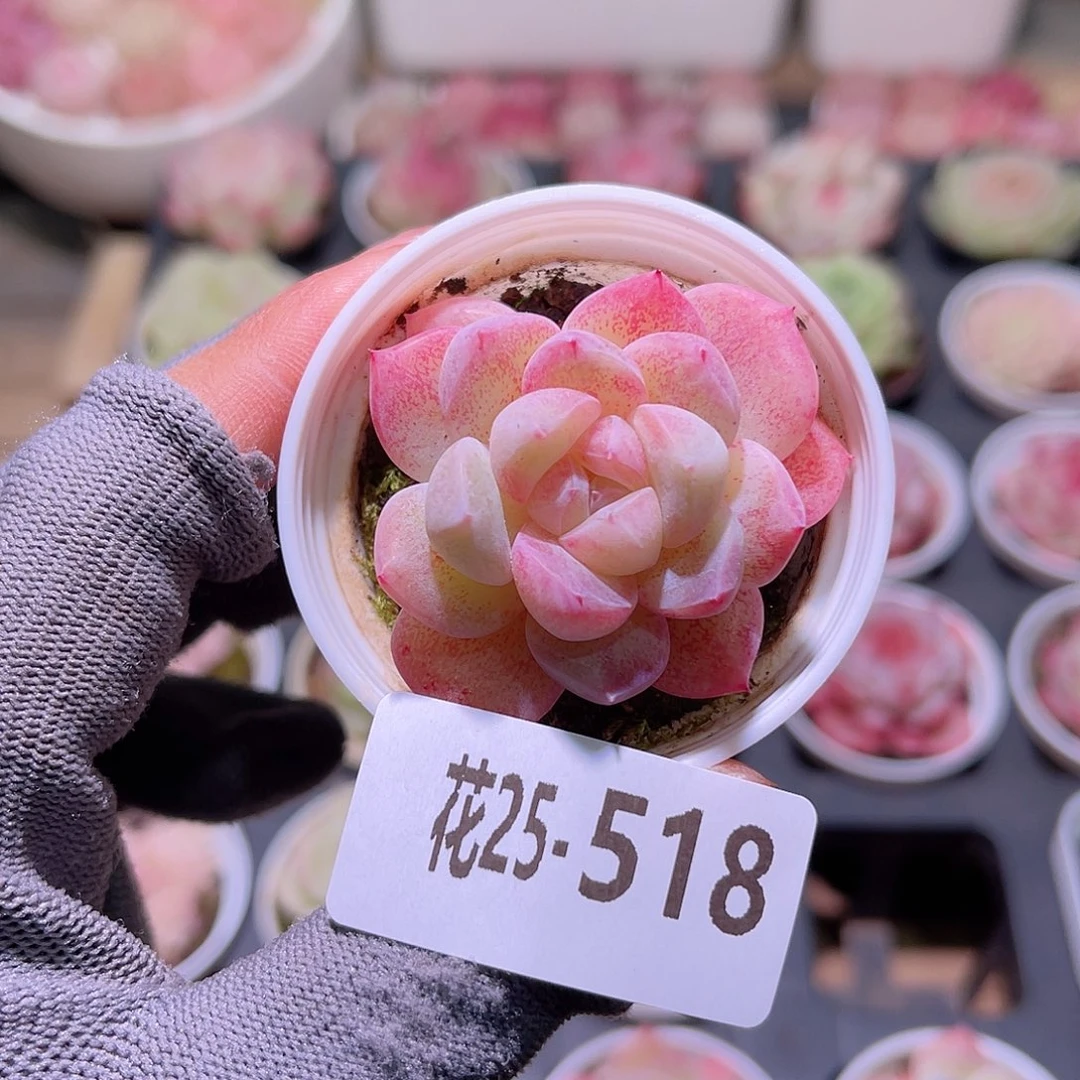 花25-518冰娃娃单头
