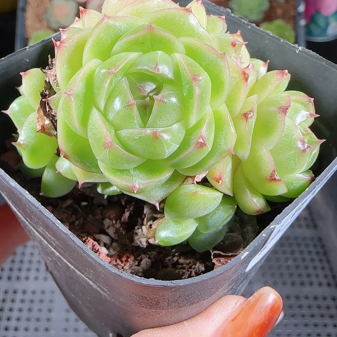 1024-218麦秆优选不包整