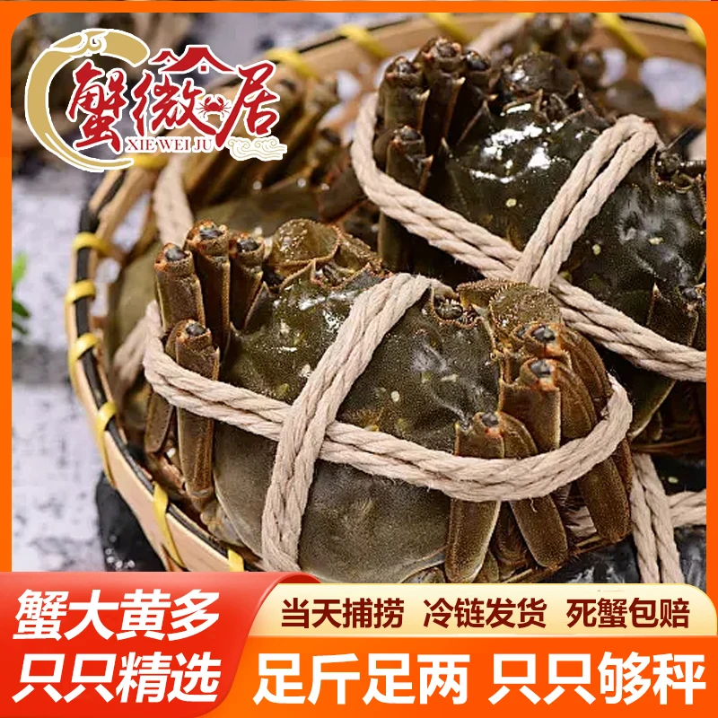【蟹微居】活蟹大闸蟹母蟹3.1-2.8两8/10只顺丰包邮