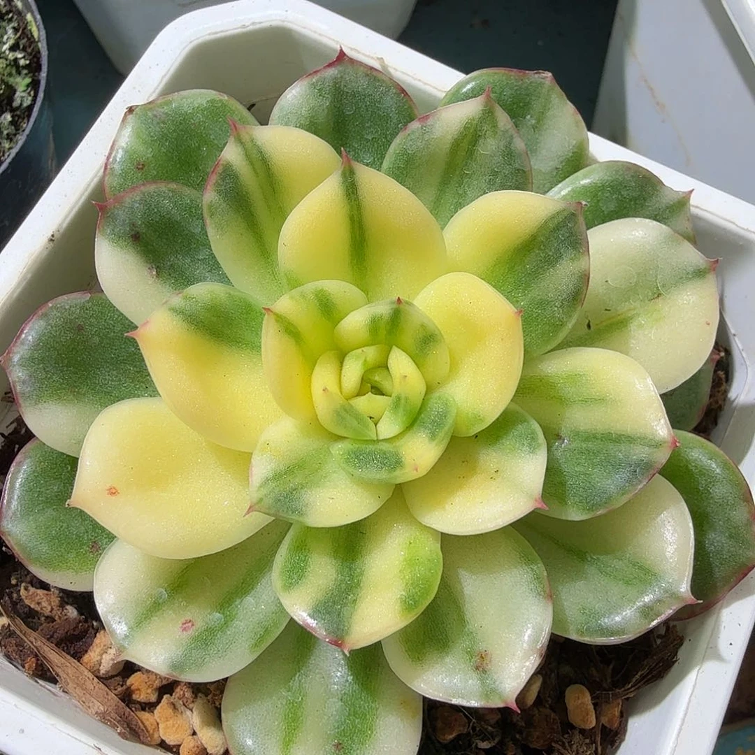 宝利安娜锦，白花脸多肉