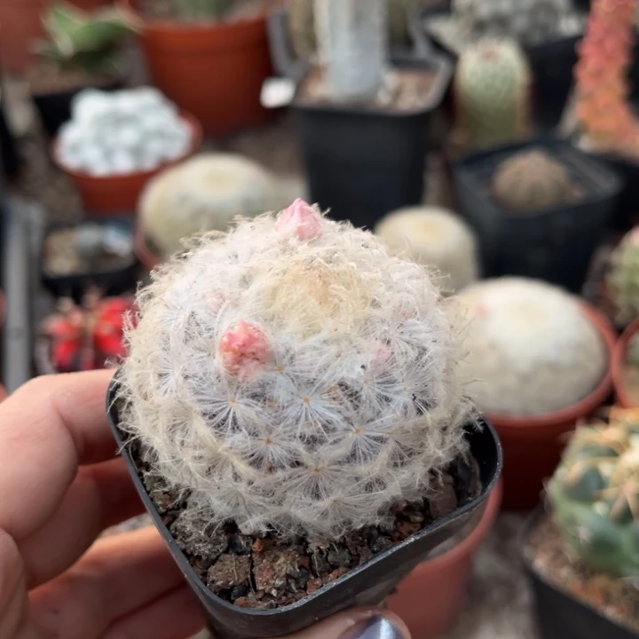 仙人球一物一拍实生