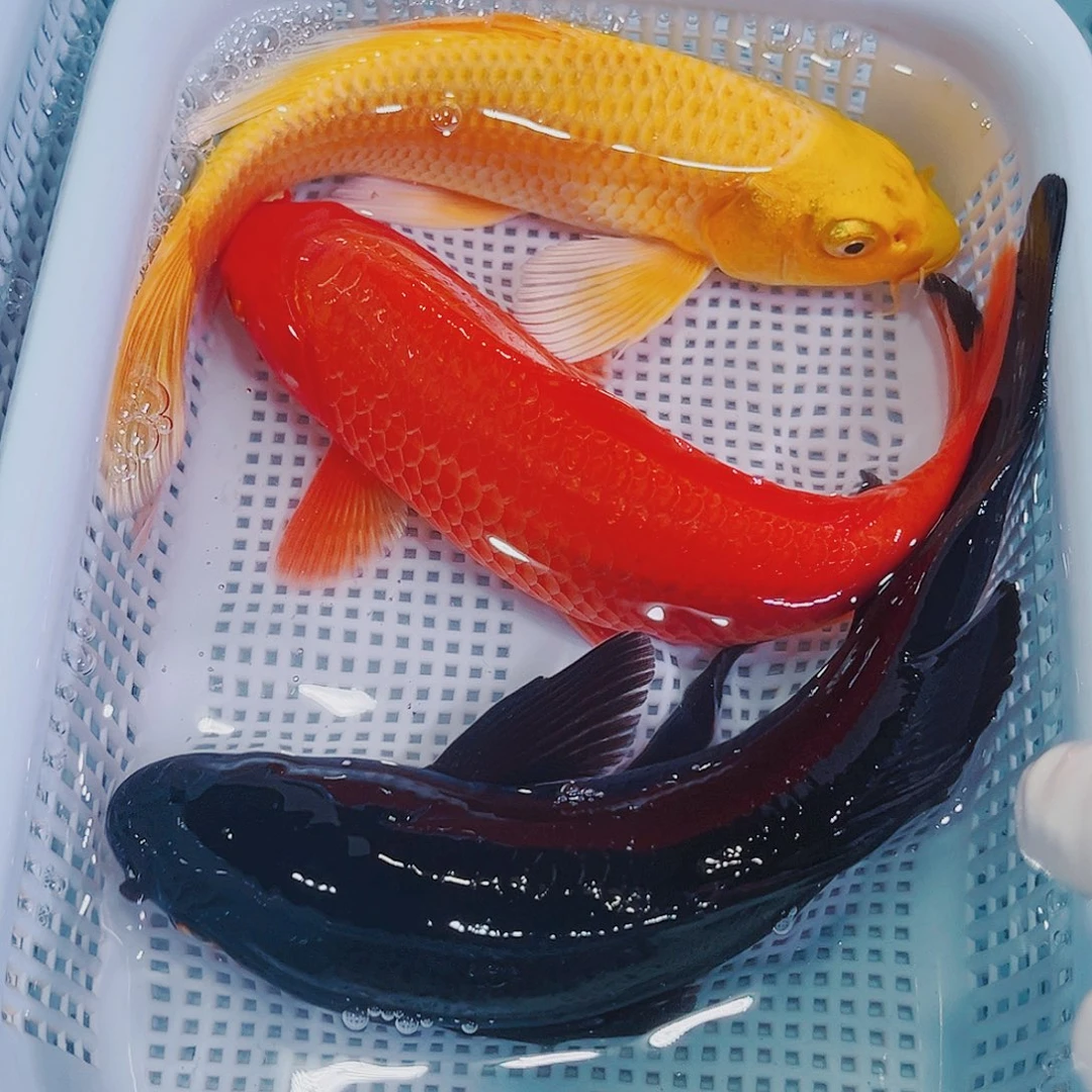 锦鲤锦鲤冷水鱼观赏