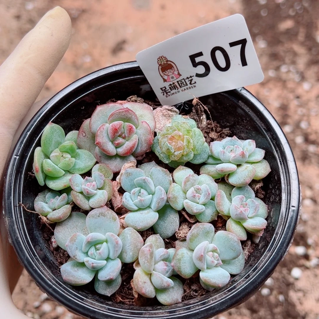 多肉植物多肉植物