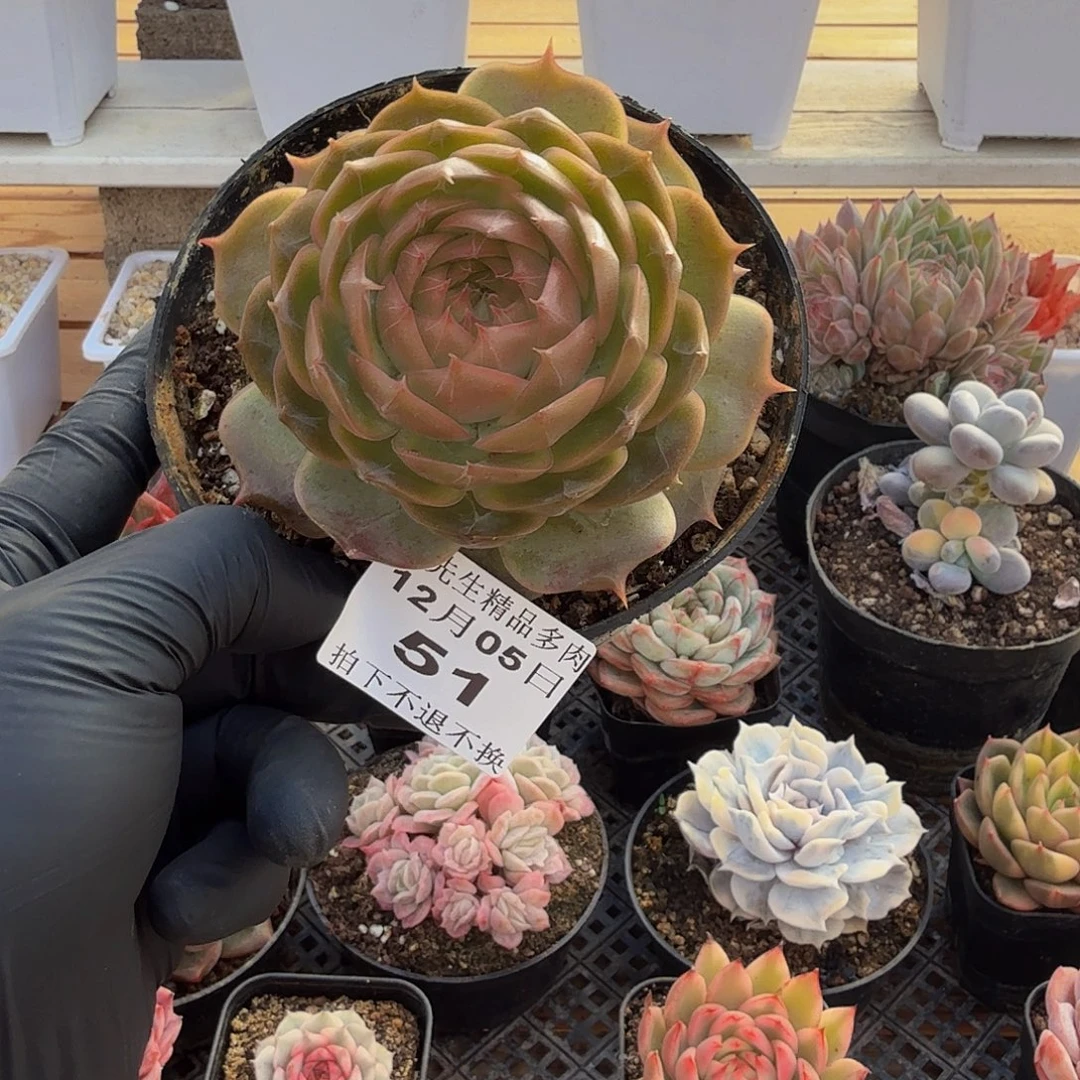 1205-51琉璃盏单头