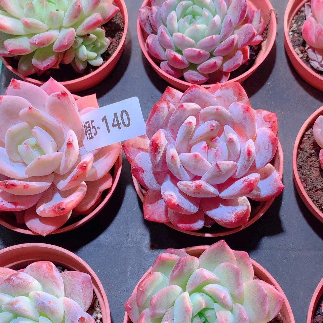 5-140一物一拍多肉带盆9颗