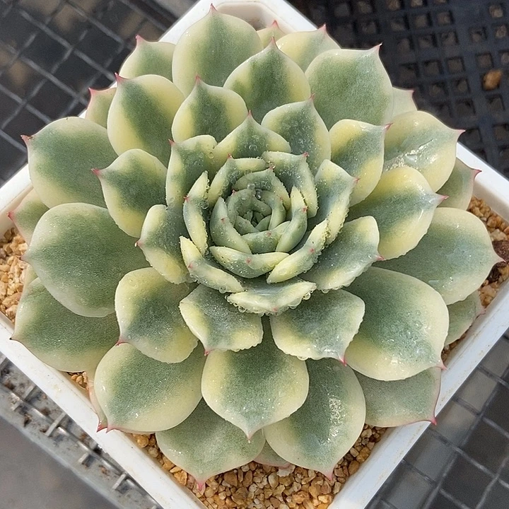 艾丽卡锦多肉植物