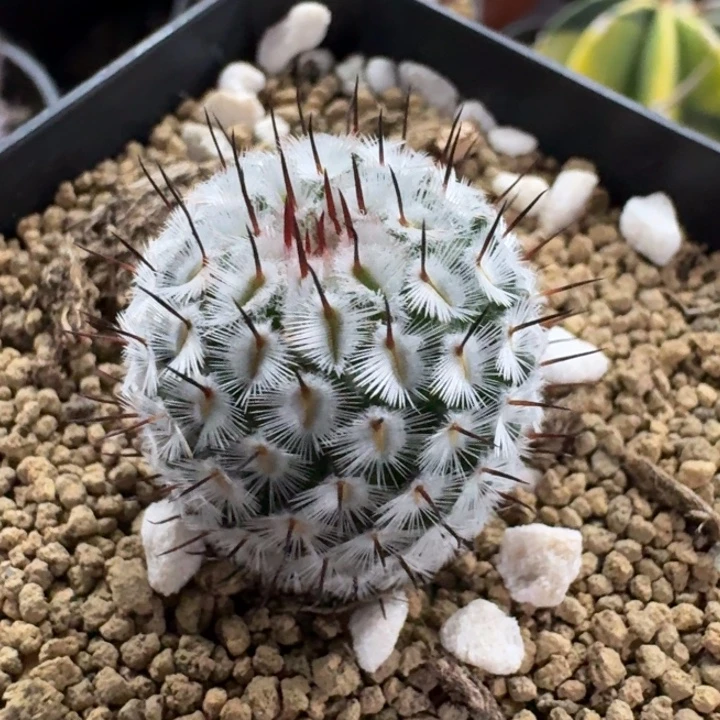 直刺佩雷实生仙人球