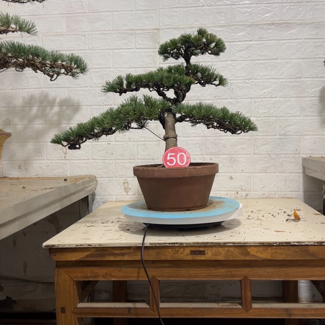 无花朵五针松老桩老松