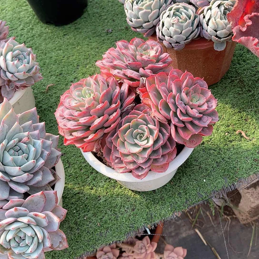 j****e雨滴多肉植物老桩72