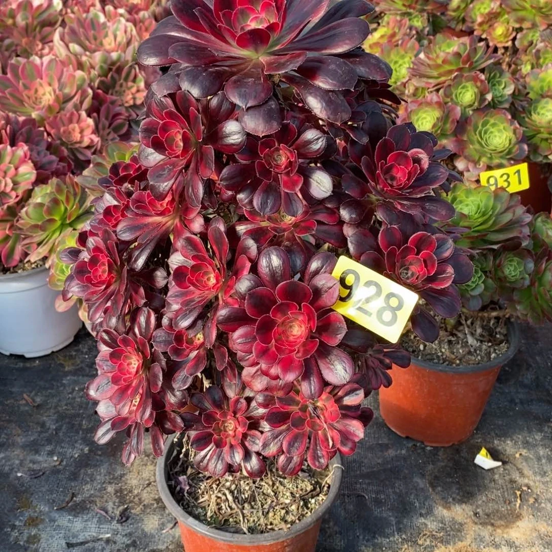 香奈多肉法师928